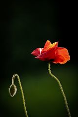 Klatschmohn#2