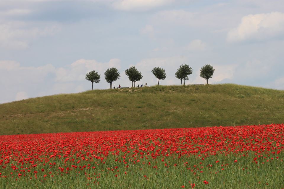 Klatschmohn8