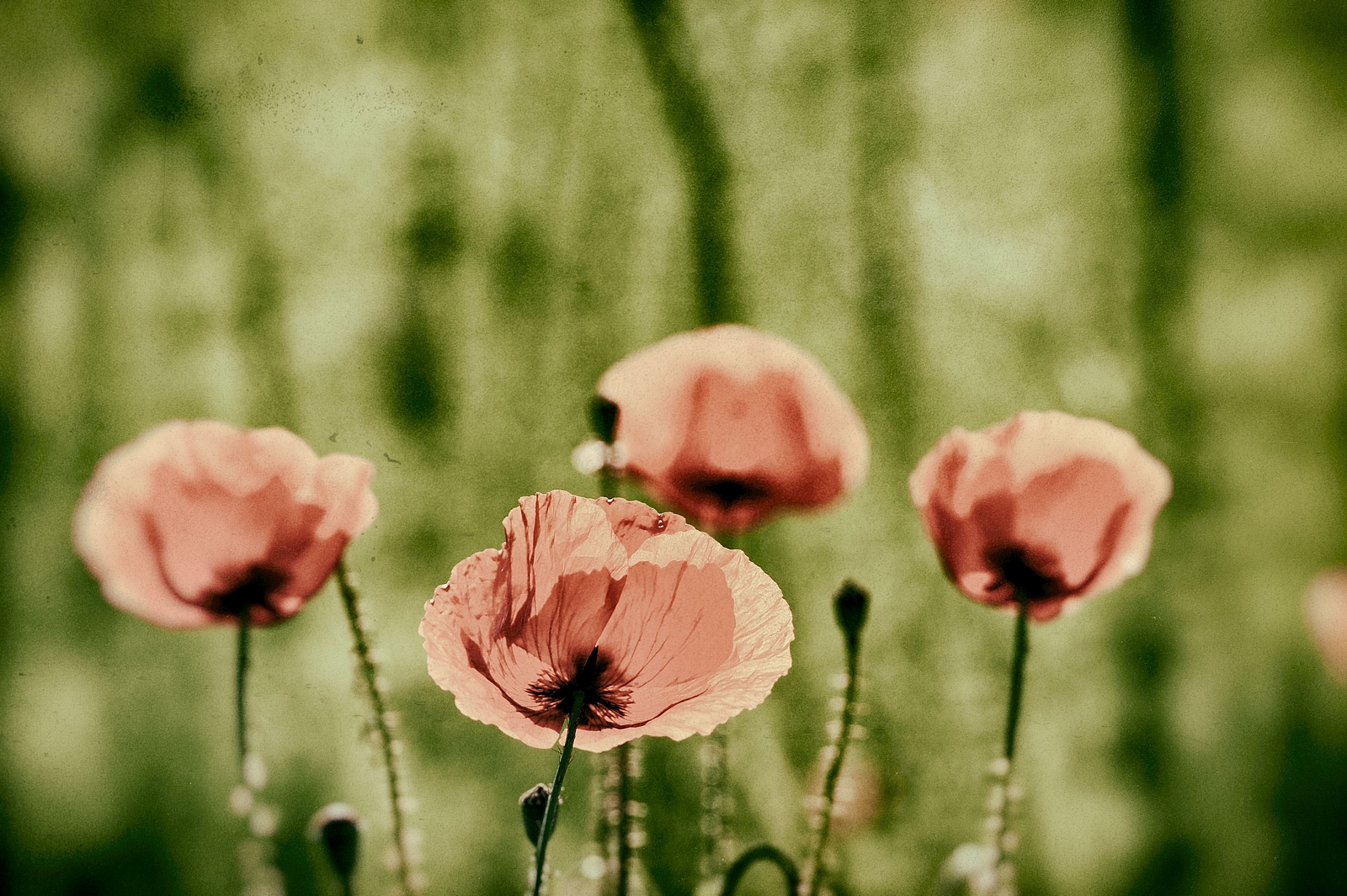 Klatschmohn_analog