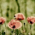 Klatschmohn_analog