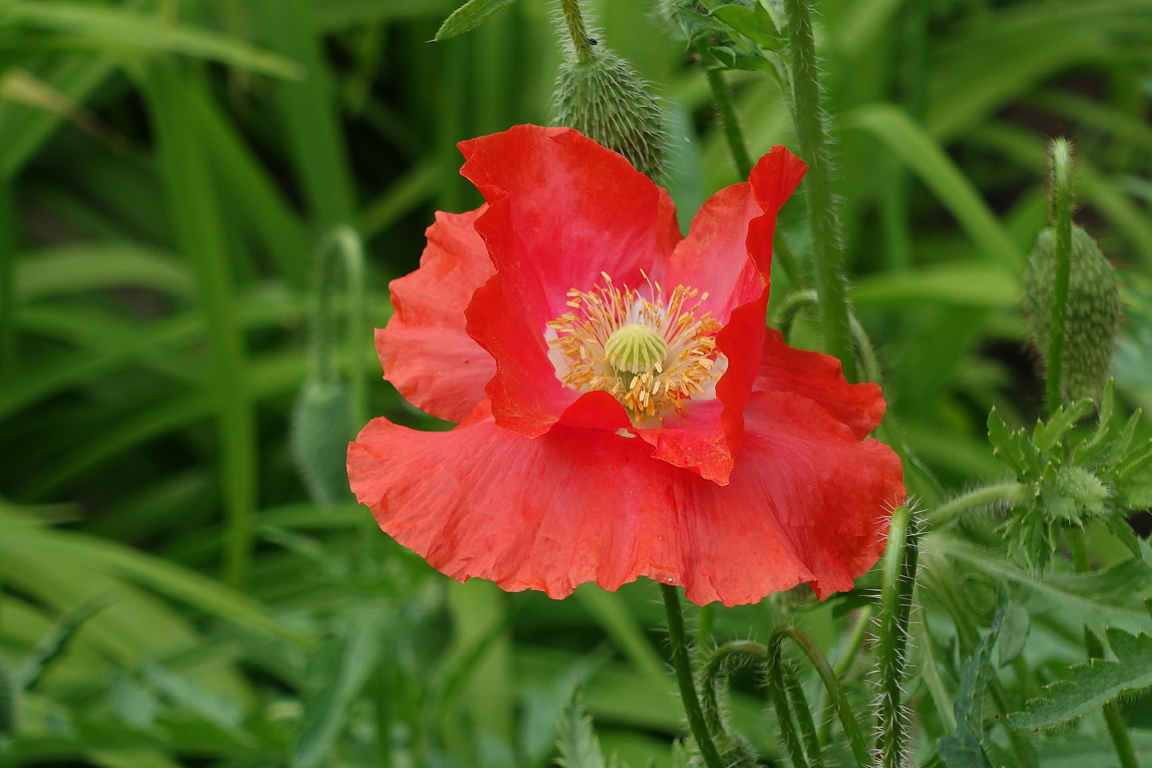 Klatschmohnblüte