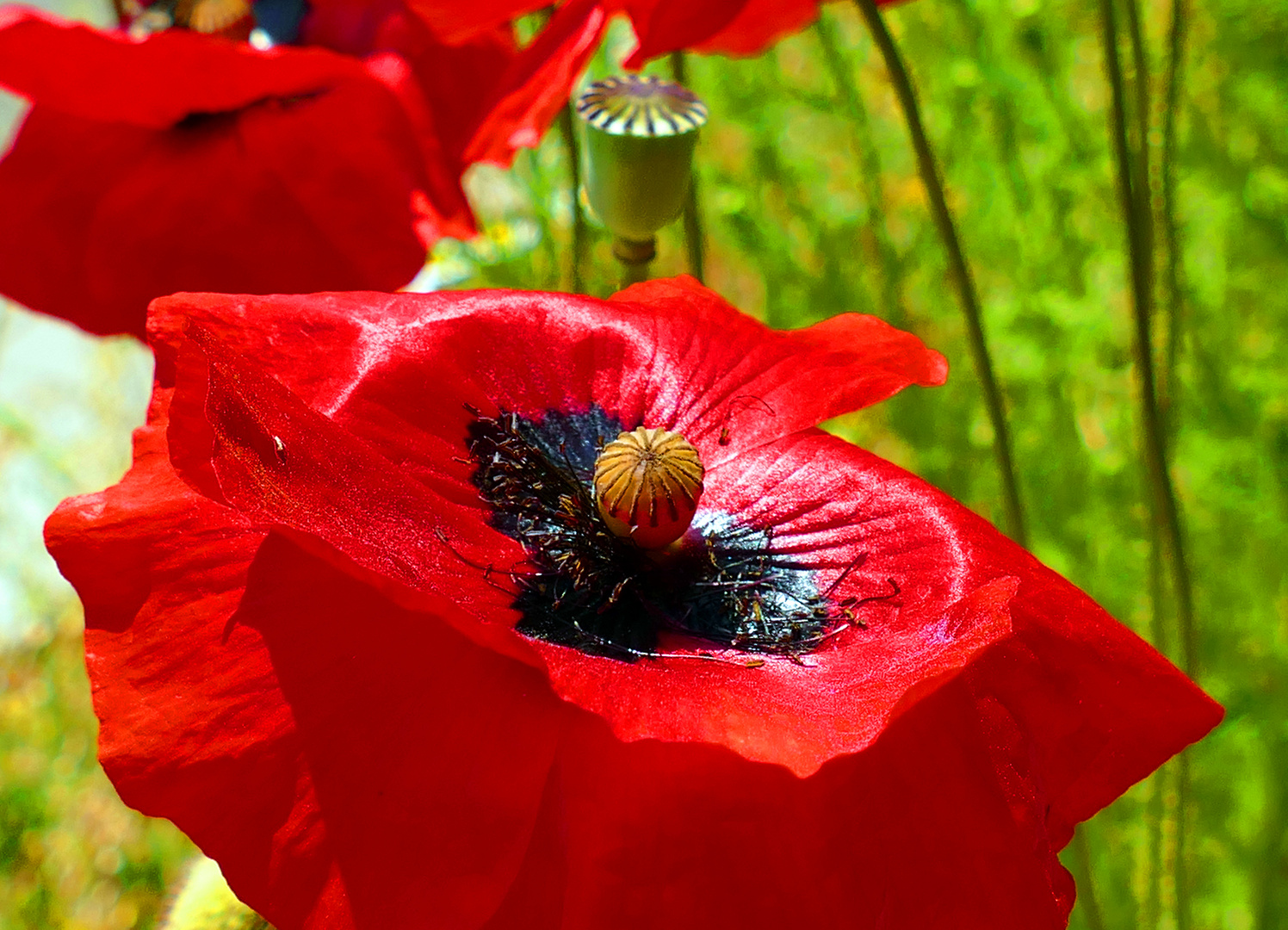 Klatschmohnblüte