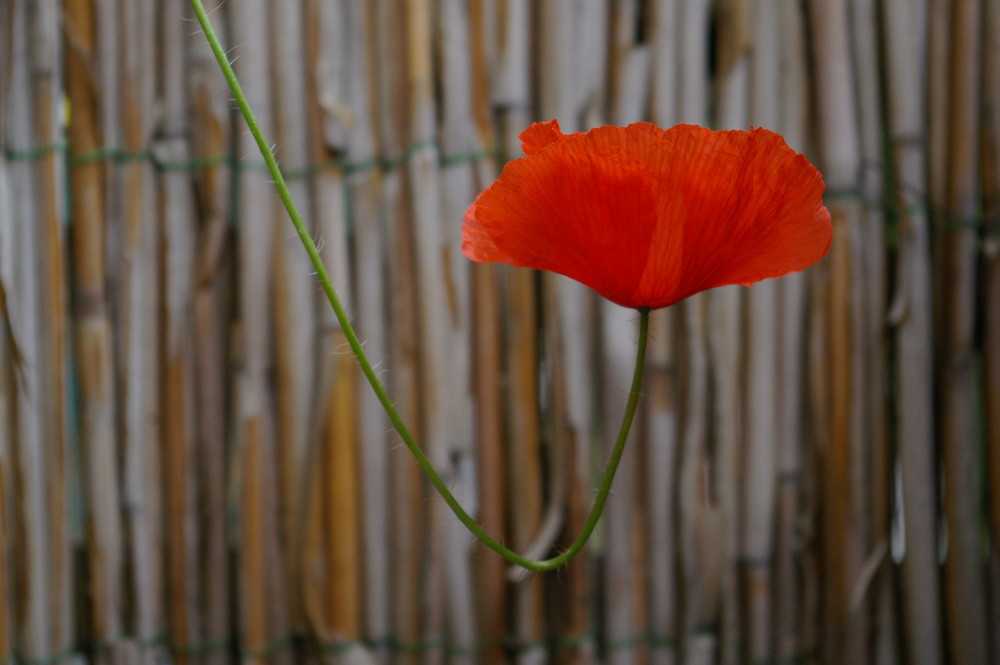 Klatschmohnblüte