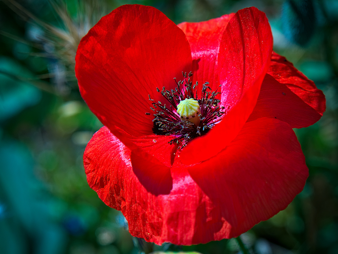 Klatschmohnblüte