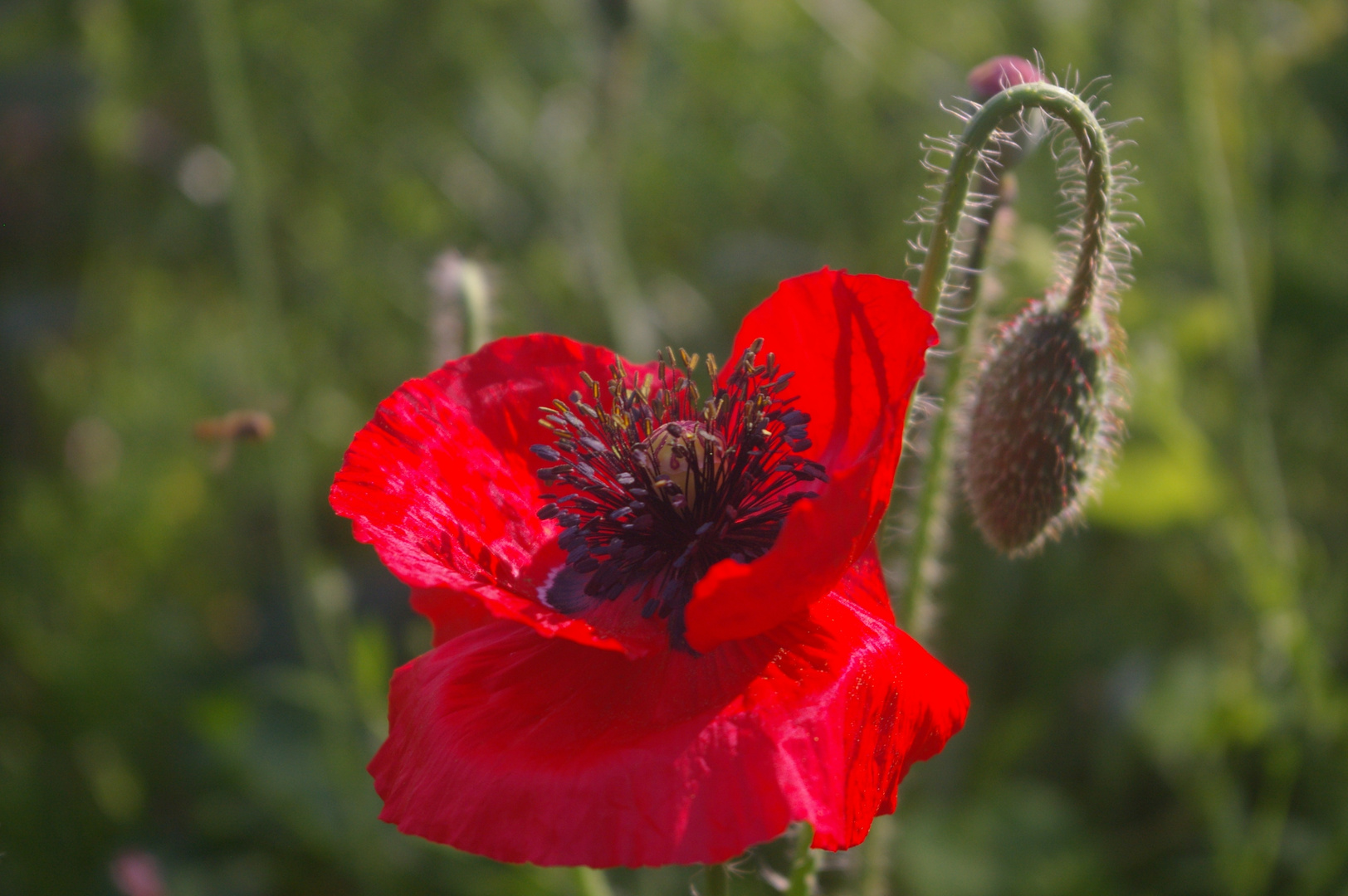 Klatschmohnblüte