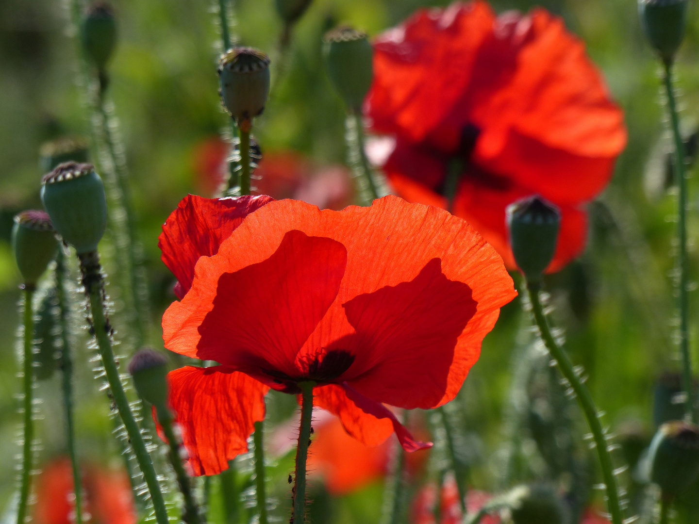 Klatschmohnblüte, endlich Sommer