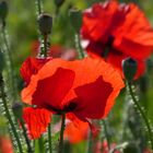 Klatschmohnblüte, endlich Sommer