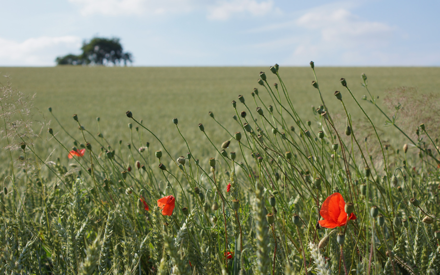 Klatschmohnblüten am Feldesrand