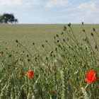 Klatschmohnblüten am Feldesrand