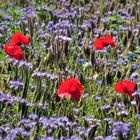 Klatschmohnblüten und Bienenfreund