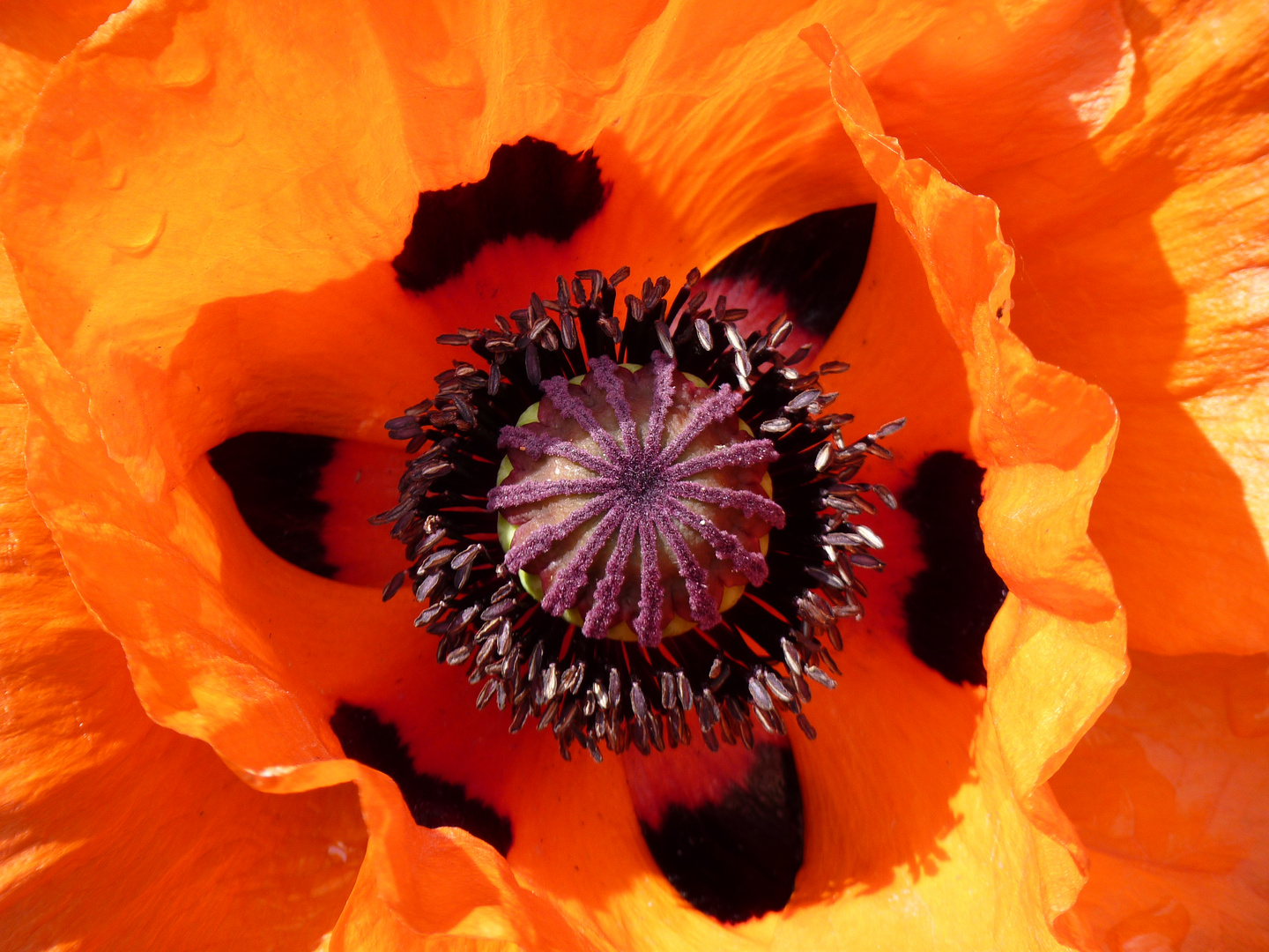 Klatschmohn/Eifel