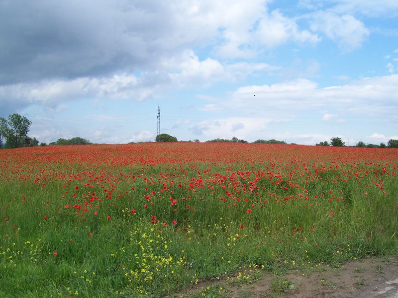 klatschmohnfeld