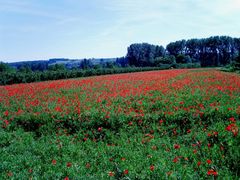 Klatschmohnfeld bei Mainz