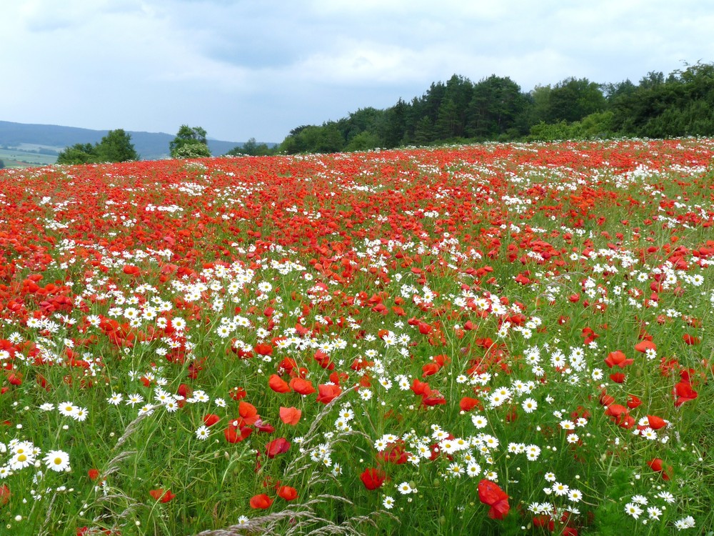 Klatschmohnfeld in der Rhön