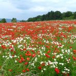 Klatschmohnfeld in der Rhön