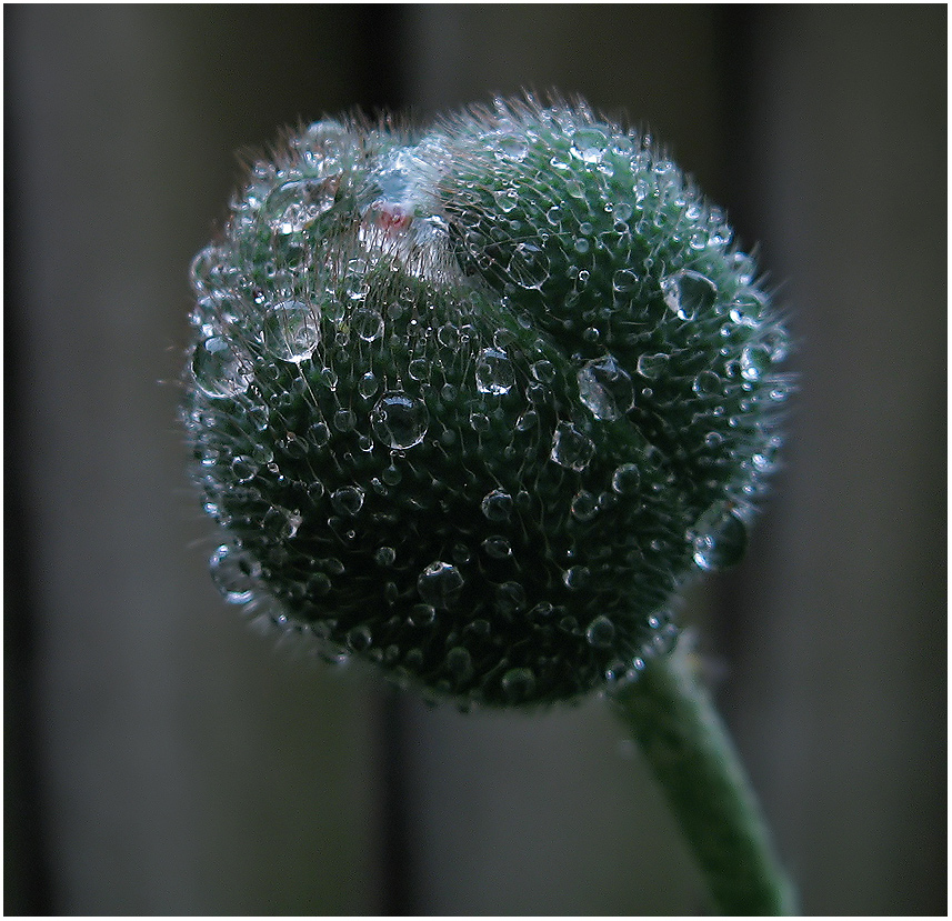 Klatschmohn....geschlossen :-))