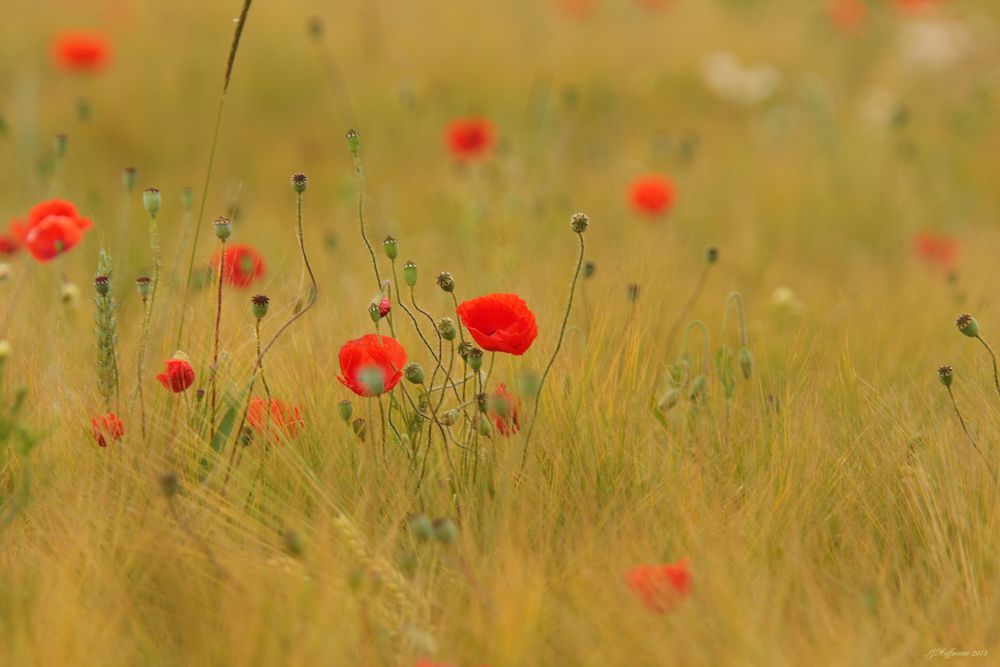 KlatschmohnMohn