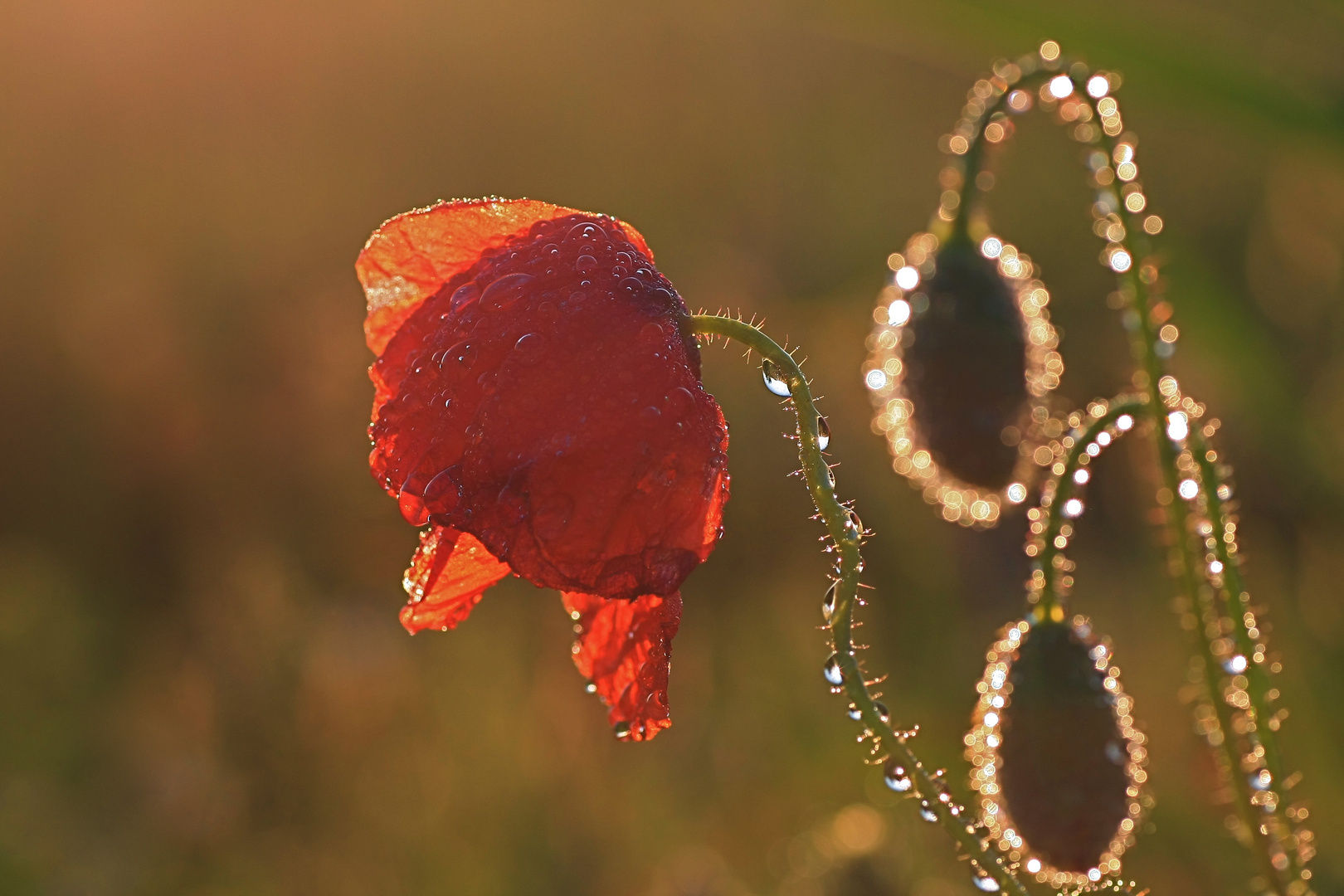 Klatsch(Mohn)nass