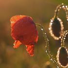 Klatsch(Mohn)nass