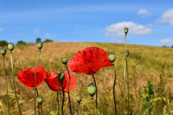 Klatschmohntrio im Kornfeld