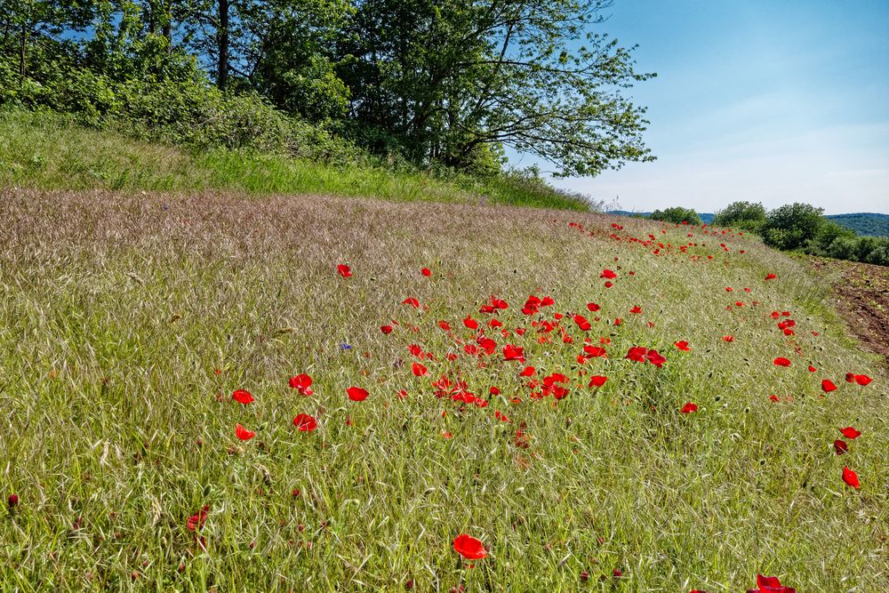 Klatschmohnwiese