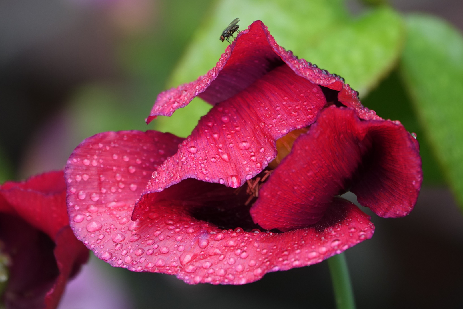 Klatschnasser Klatschmohn