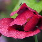 Klatschnasser Klatschmohn