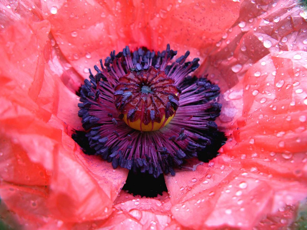 Klatschnasser Mohn im Stadtgarten von Lahr Schwarzwald.