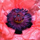 Klatschnasser Mohn im Stadtgarten von Lahr Schwarzwald.