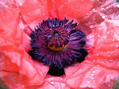 Klatschnasser Mohn im Stadtgarten von Lahr Schwarzwald.