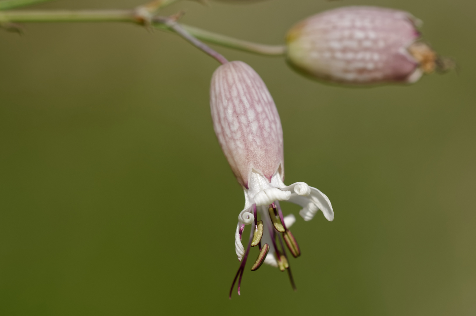 Klatschnelke (Silene vulgaris)