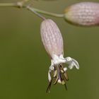 Klatschnelke (Silene vulgaris)