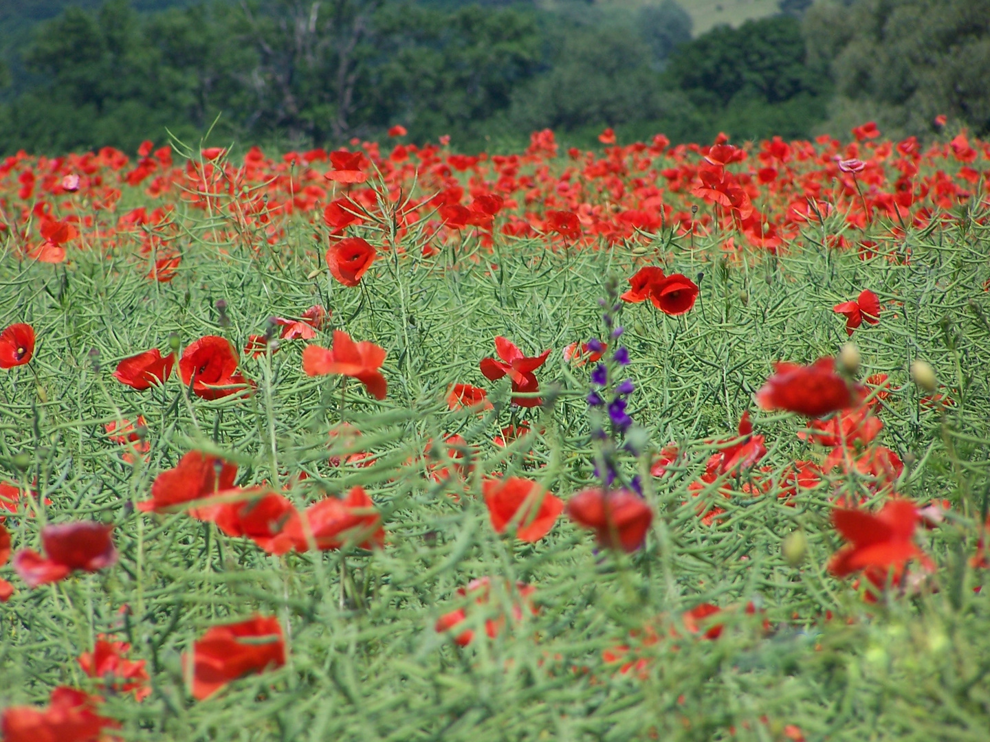 Klatschte der Mohn einst im Rapsfeld...