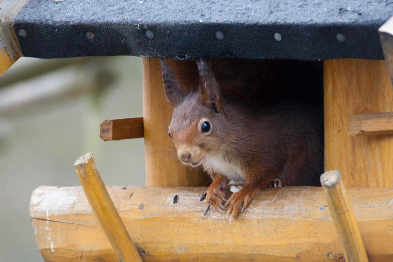 Klauhörnchen die zweite