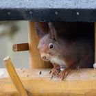 Klauhörnchen die zweite