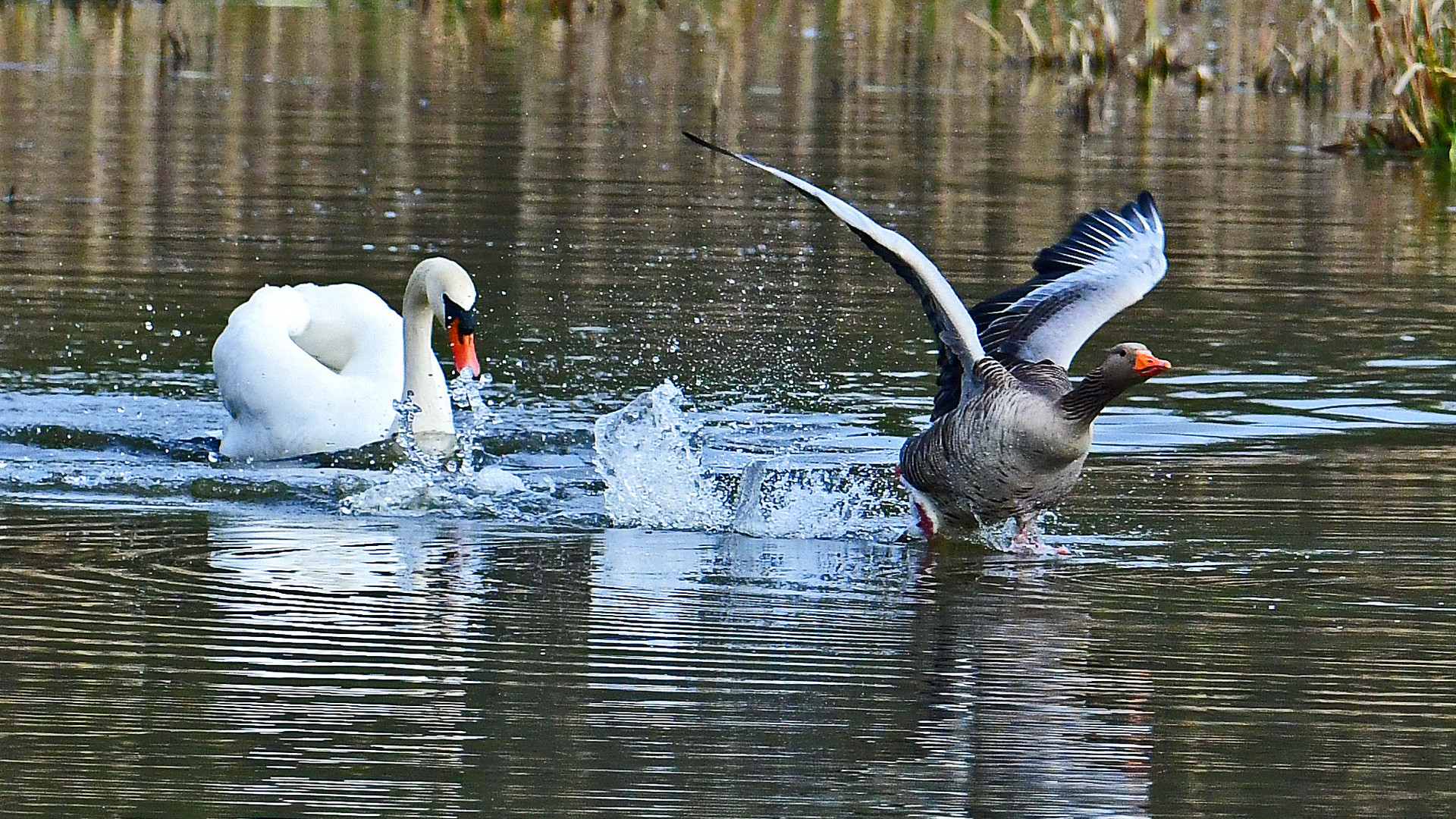 Klaus B. Schwan verscheucht Gans