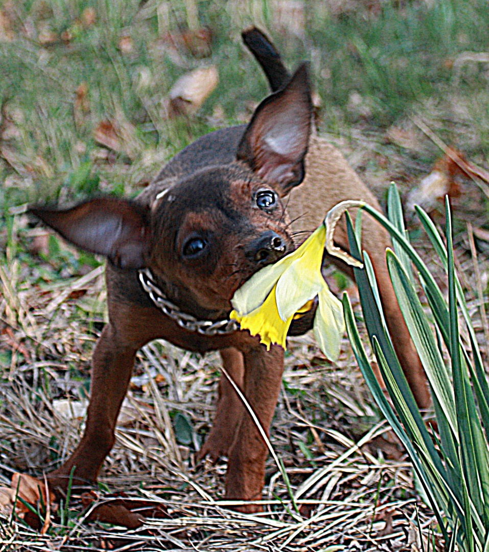 Klaus , blumenbeet