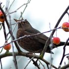 Klaus S. Amsel im Winter