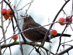 Klaus S. Amsel im Winter