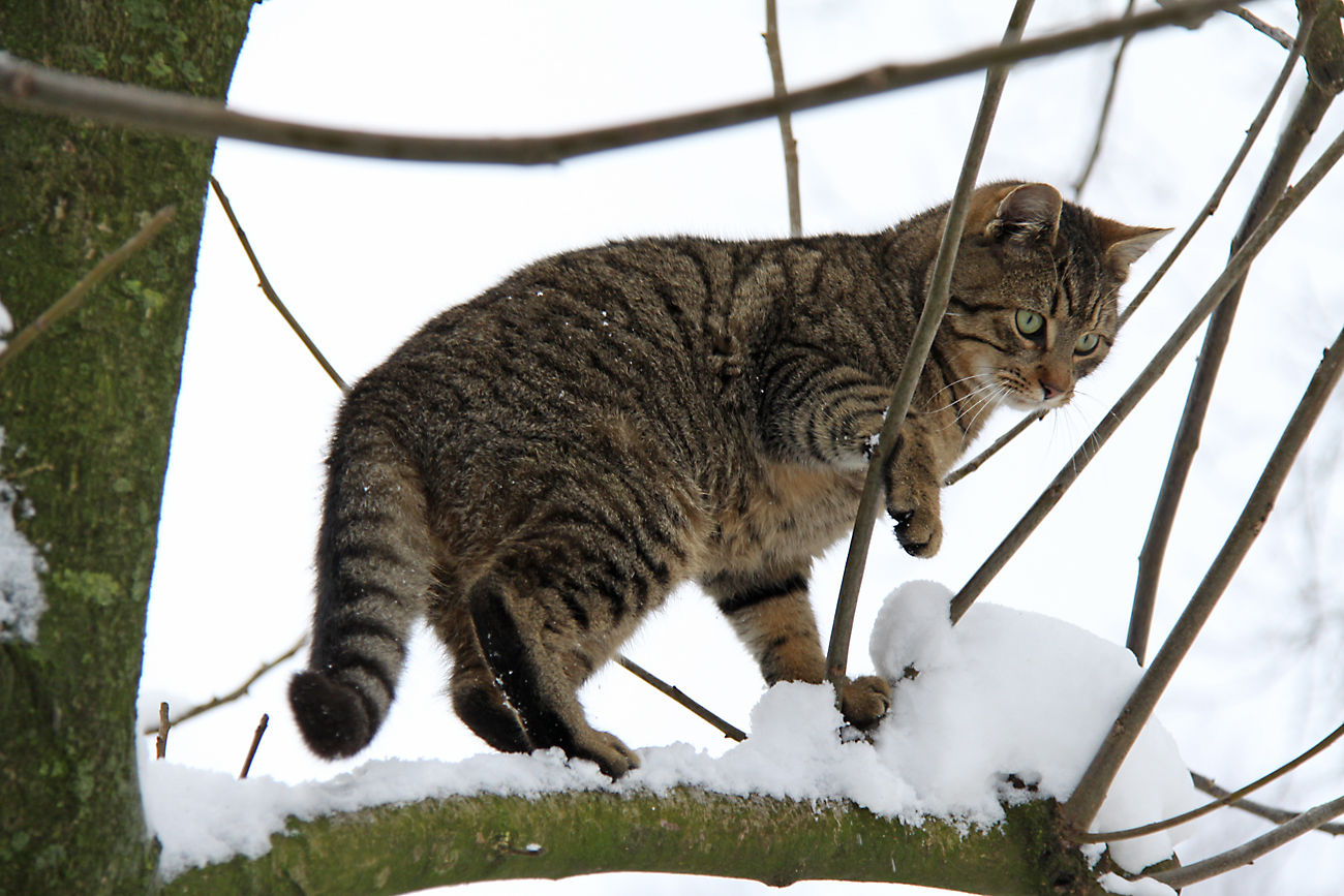 Klausis erster Winter