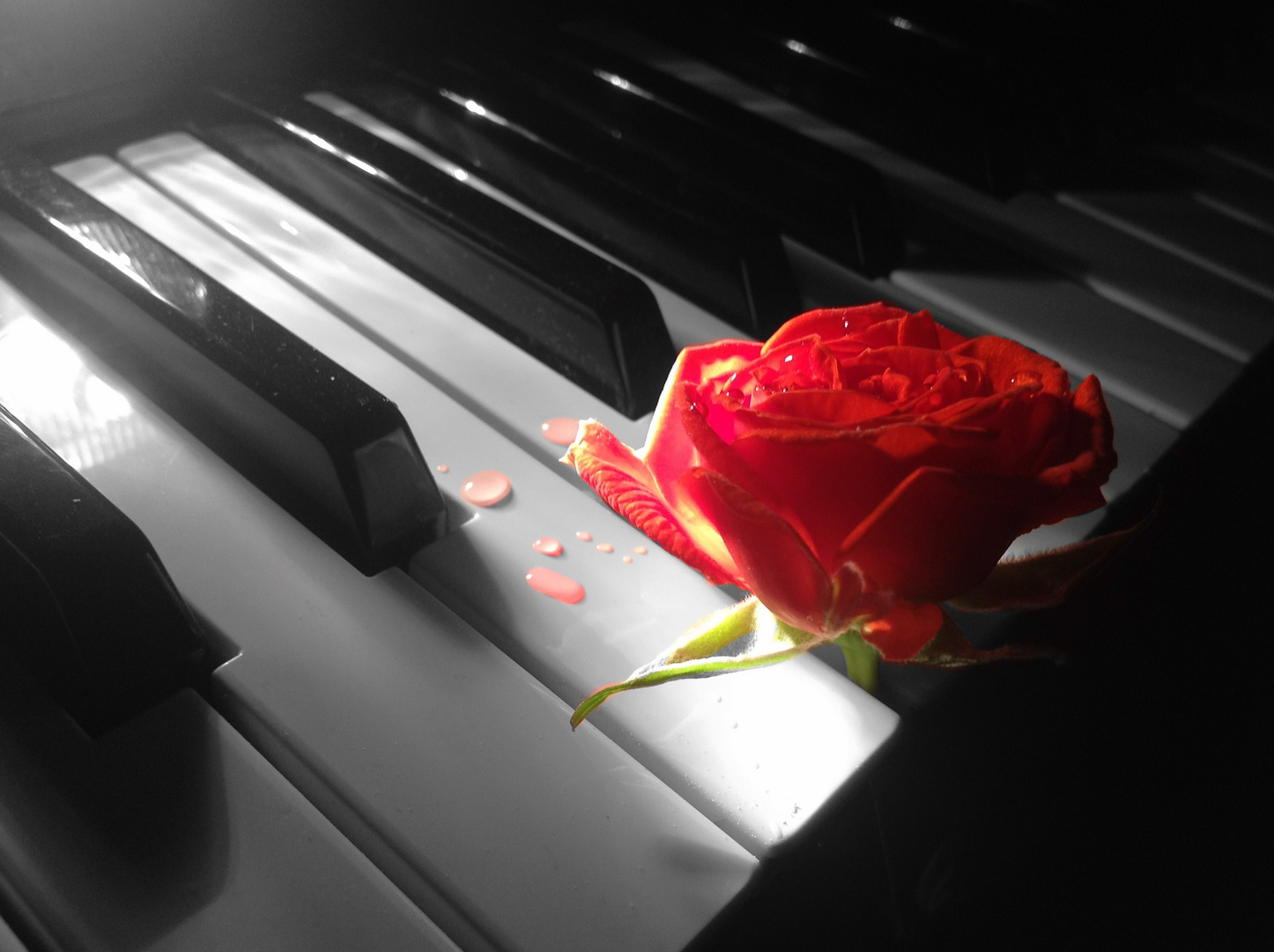 Klavier und rote Rose
