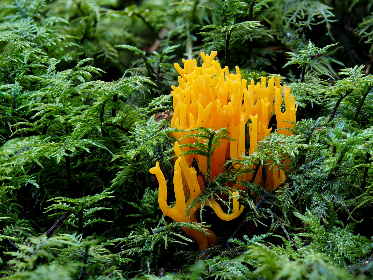 Klebrige Hörnling (Calocera viscosa),