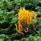 Klebrige Hörnling (Calocera viscosa),