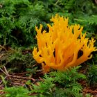 Klebrige Hörnling (Calocera viscosa), auch Klebriges Schönhorn