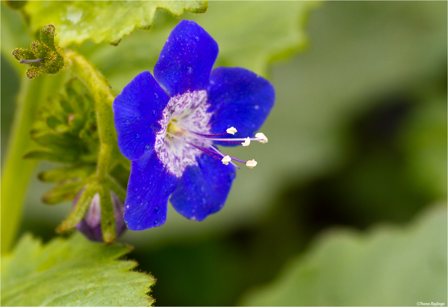 Klebrige Phazelie (Phacelia viscida).