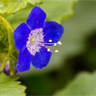 Klebrige Phazelie (Phacelia viscida).