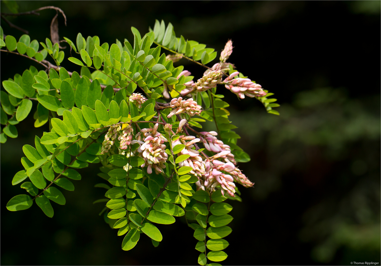 Klebrige Robinie (Robinia viscosa)..