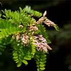 Klebrige Robinie (Robinia viscosa)..