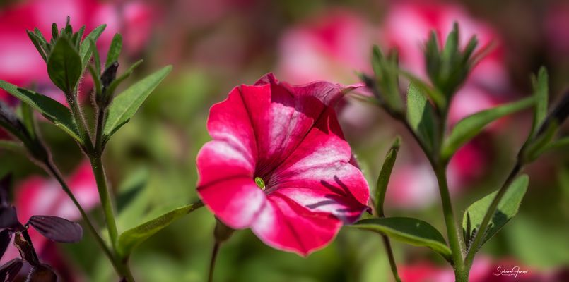 Klebrige Schönheit :-)