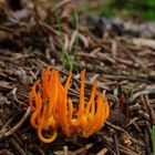 Klebriger Hörnling (Calocera viscosa)